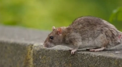 Môžu byť krysí súcitné?